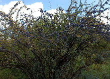 Киргизия, В стране эдельвейсов: пеший поход по Центральному Тянь-Шаню (Терскей-Алатау)