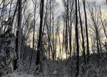 Подмосковье, Однодневный пеший поход English club - Goodbye, зима!