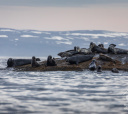 Кольский, Баренцево море на морских каяках. Вокруг полуострова Рыбачий