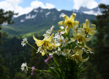 Кавказ, Цветущие склоны Архыза