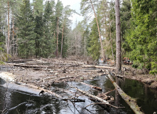 Подмосковье, Сплав по реке Поля «Cквозь лес на байдарках»