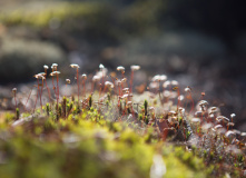 Национальный парк «Ладожские шхеры»