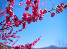 Япония, Японские Альпы. Горнолыжный + культурный тур (разведка)