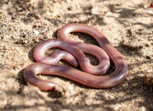 Дагестан, Дагестан глазами натуралиста