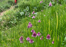 Узбекистан, Лето, весна, зима и снова лето: пеший поход по весенним горам Западного Тянь-Шаня