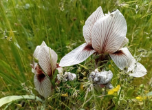 Узбекистан, Лето, весна, зима и снова лето: пеший поход по весенним горам Западного Тянь-Шаня