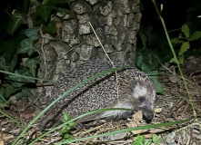 Юг России, Семейный лагерь "У самого синего моря"