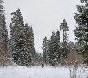 Подмосковье, По заснеженным лесам к усадьбе Середниково - однодневный лыжный