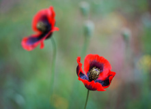 Турция, Велопоход по Турции. Приключения продолжаются!