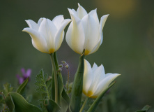 Юг России, Южное цветочное путешествие: тюльпаны Калмыкии и дикие первоцветы степей