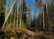 Подмосковье, English club в Мещере с ночевкой в приюте