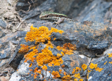 Кавказ, Осетия.Pro с проживанием в гостинице