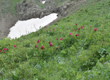 Узбекистан, Лето, весна, зима и снова лето: пеший поход по весенним горам Западного Тянь-Шаня