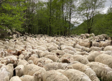 Фотографии из похода по Арагви 2025 года