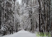 Северо-Запад, Вепсский Лес Зимой
