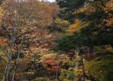 Япония, Осень у подножия Фудзиямы
