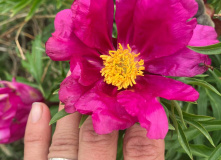 Узбекистан, Лето, весна, зима и снова лето: пеший поход по весенним горам Западного Тянь-Шаня