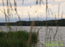 Подмосковье, Велопоход - Лесными тропинками к Торбееву озеру - Московская область