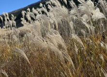 Япония, Осень у подножия Фудзиямы