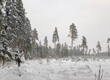 Подмосковье, По заснеженным лесам к усадьбе Середниково (однодневный лыжный)