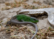 Дагестан, Дагестан глазами натуралиста