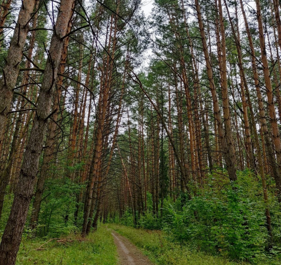 Подмосковье, Однодневный пеший поход - Английский клуб - Меж двух озёр
