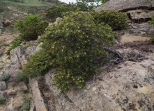 Дагестан, Дагестан глазами натуралиста