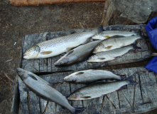 Кольский, Сплав и рыбалка на Умбе (рыболовный маршрут)
