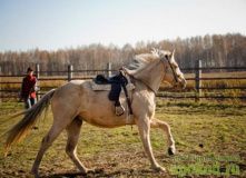 Подмосковье, Пеший поход с катанием на лошадях - Нижегородская область