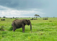 Танзания, Сафари в Танзании: в гости к Королю Льву