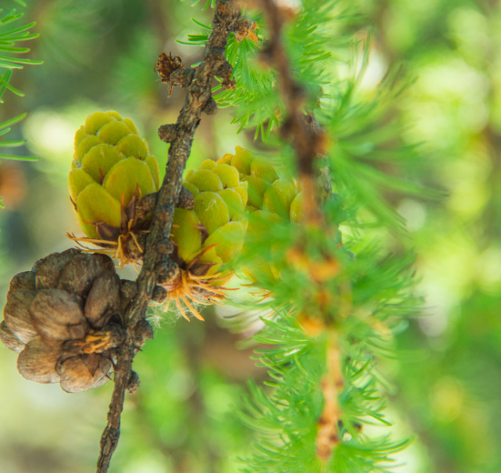 По Чуйскому хребту