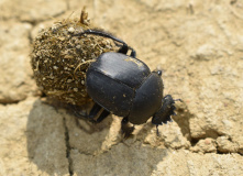 Дагестан, Дагестан глазами натуралиста
