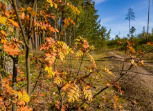 Подмосковье, Шёпот мещёрских лесов да гладь озёр