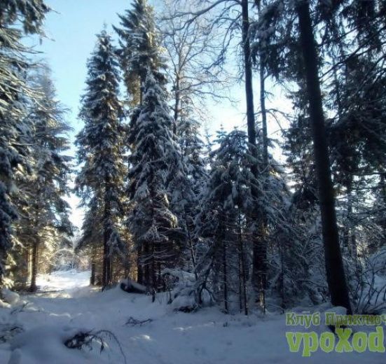 Лыжная прогулка Радищево - Снегири - Подмосковье