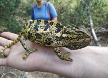 Турция, Карийская тропа: треккинг вдоль Эгейского моря (залив Гёкова)