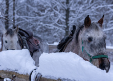 Подмосковье, Конный экотур с фотосессией «Танцы с волками» (Тверская область)