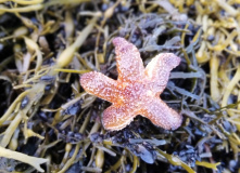 Карелия, На байдарках: Кереть и Белое море