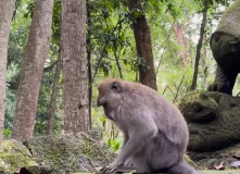 Индонезия, Большой тур по Индонезии: комфорт-тур