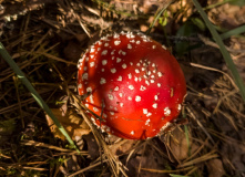 Подмосковье, Шёпот мещёрских лесов да гладь озёр