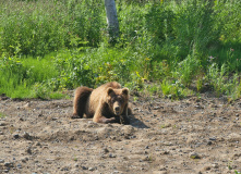 Камчатка, Камчатский вояж Лайт: шум океана и шёпот вулканов (комфорт-тур)