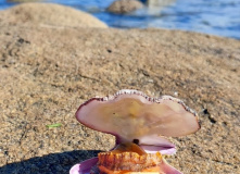 Дальний Восток, Поход под парусами: Японское море (Южное Приморье)