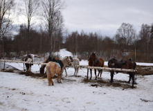 Подмосковье, Комоедица: активный тур с катанием на конях