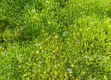 Узбекистан, Лето, весна, зима и снова лето: пеший поход по весенним горам Западного Тянь-Шаня