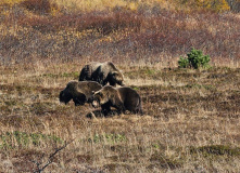 Камчатка, Камчатский вояж Лайт: шум океана и шёпот вулканов (комфорт-тур)