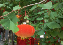 Китай, Где рождались легенды Поднебесной: Терракотовая армия, Лоян, Шаолинь (разведка)