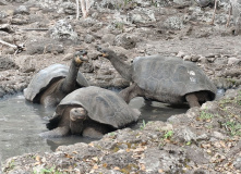 Центральная и Южная Америка, Экспедиция в мир дикой природы: Галапагосские острова