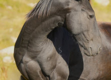 Кабардино-Балкария, Горный уикенд в Чегемском ущелье