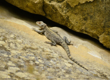 Дагестан, Дагестан глазами натуралиста