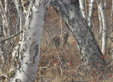 Камчатка, Камчатский вояж Лайт: шум океана и шёпот вулканов (комфорт-тур)