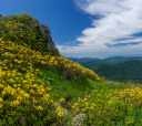 Кавказ, Южное цветочное путешествие: медовое цветение Азалии